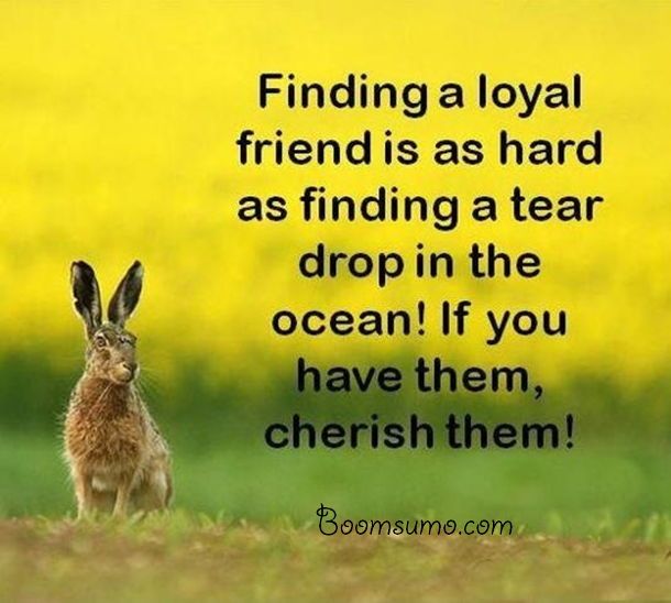 Best Friendship Sayings and Friendship Quotes Finding a loyal friend, keep it
