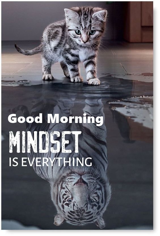 a cat that is standing in front of a water puddle with the words mindset is everything a cat that is standing in front of a water puddle with the words mindset is everything