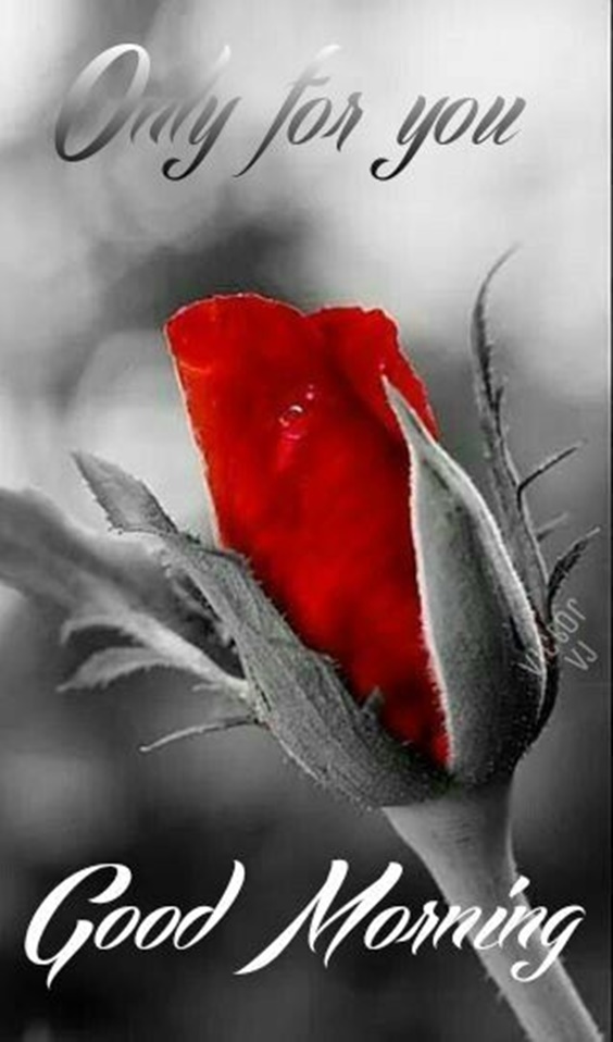 100 Good Morning Quotes With Beautiful Images 38