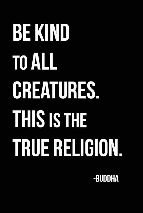 105 Buddha Quotes Youre Going To Love 38