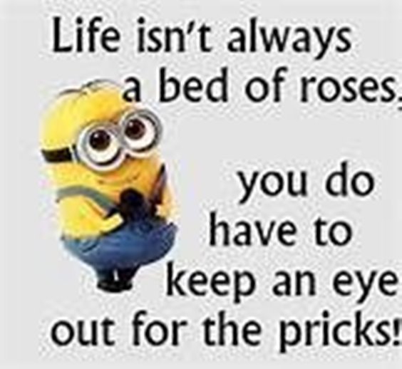 86 Funny Quotes Minions And Minions Quotes Images 33