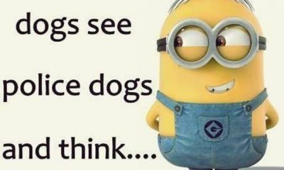 42 Funny Jokes Minions Quotes With Minions 45