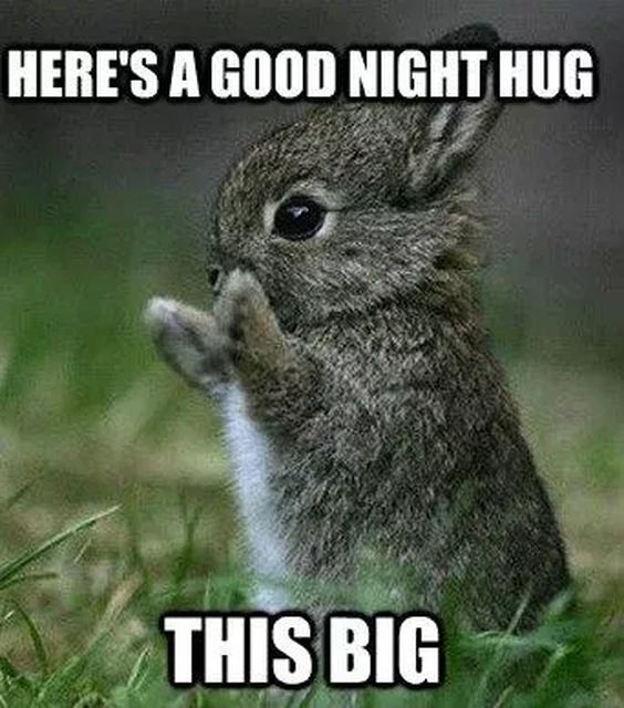 good morning memes cute good morning memes cute