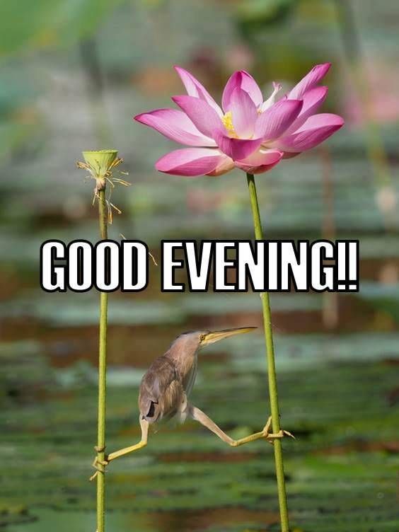 when to use good evening in email when to use good evening in email