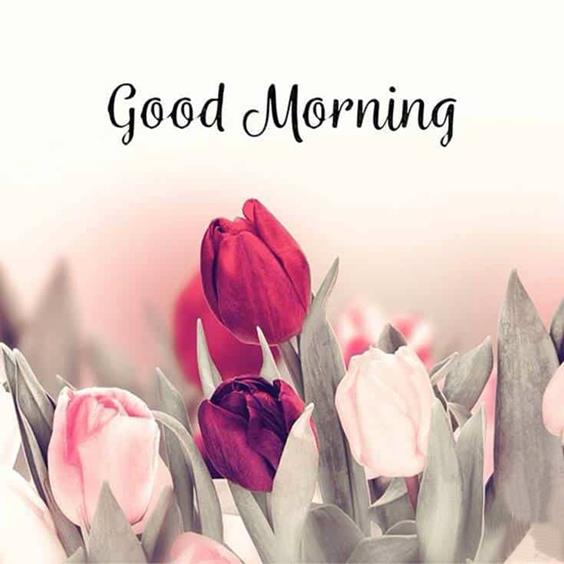 Best Good Morning Day Images With Pictures And Happy Good Morning Picpositive good morning