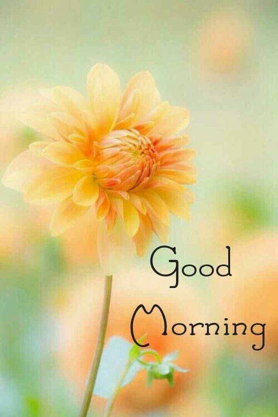 funny good morning gif funny good morning gif