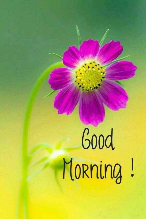 good good morning message to my love good good morning message to my love