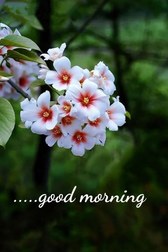 good good morning quotes good good morning quotes