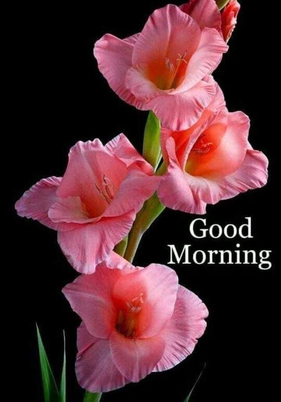 good morning babe good morning babe
