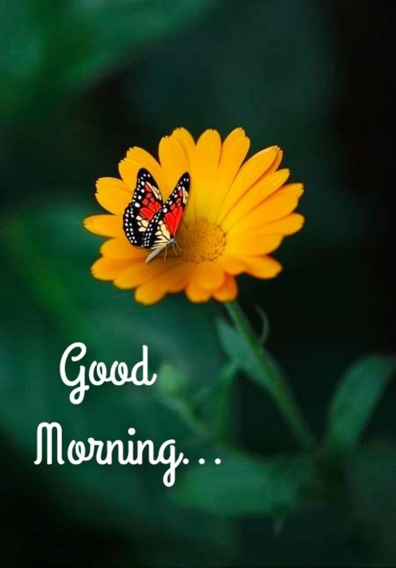 good morning blessings good morning blessings