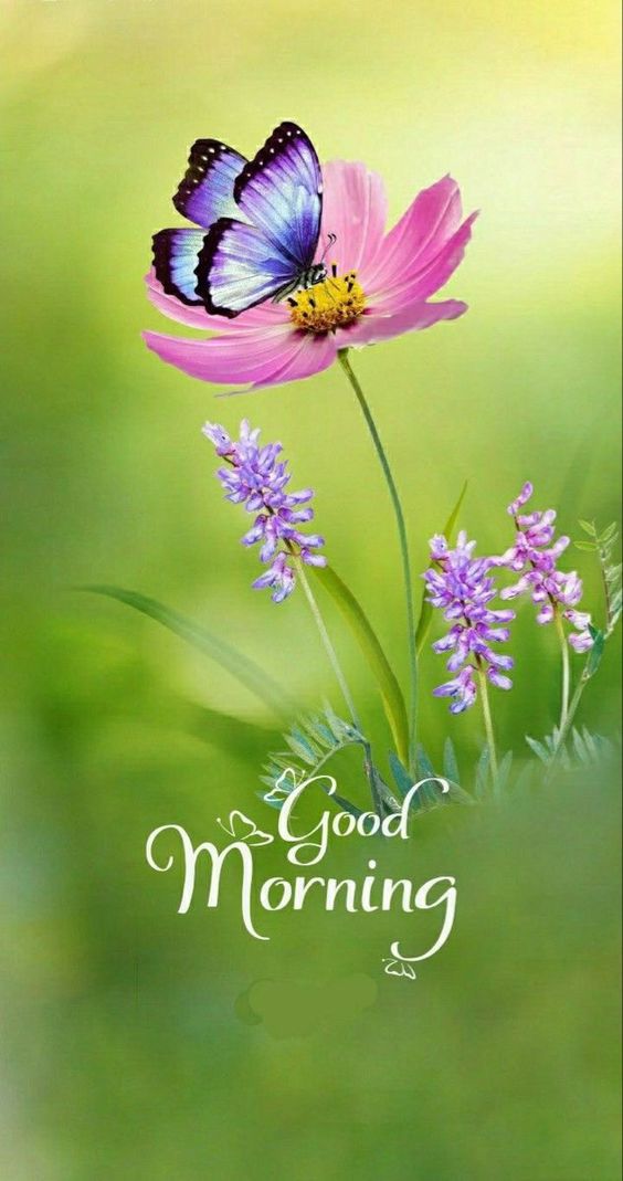 good morning call cast good morning call cast
