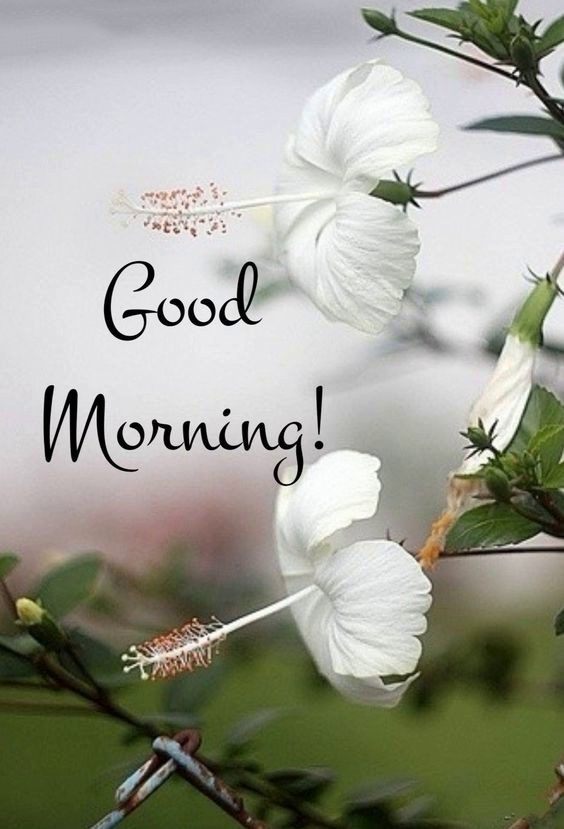 good morning cat good morning cat