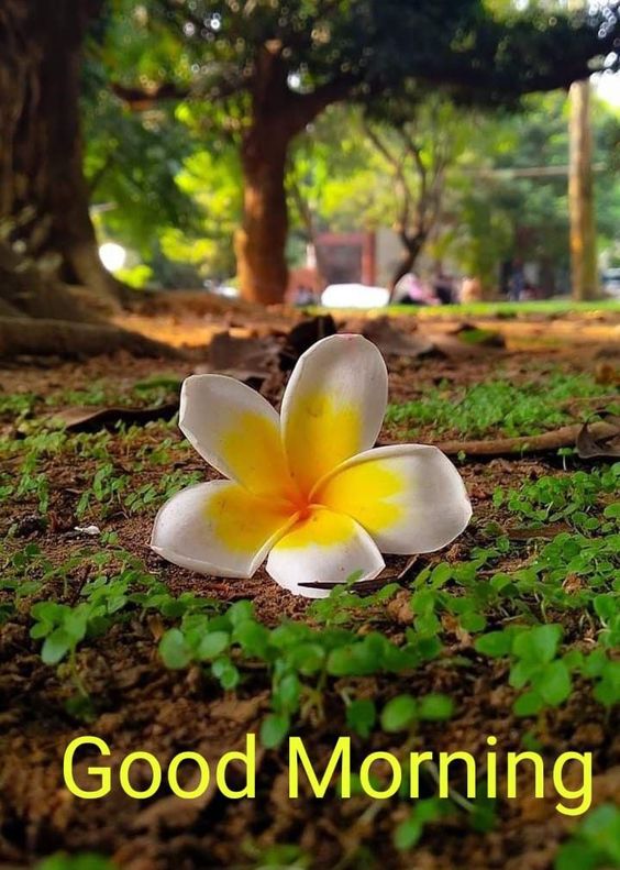 good morning cute good morning cute