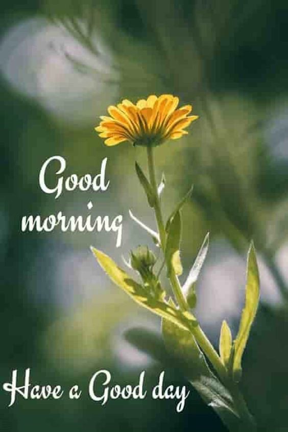Cute Beautiful Morning Pictures And Messages With Good Morning Images good morning background images