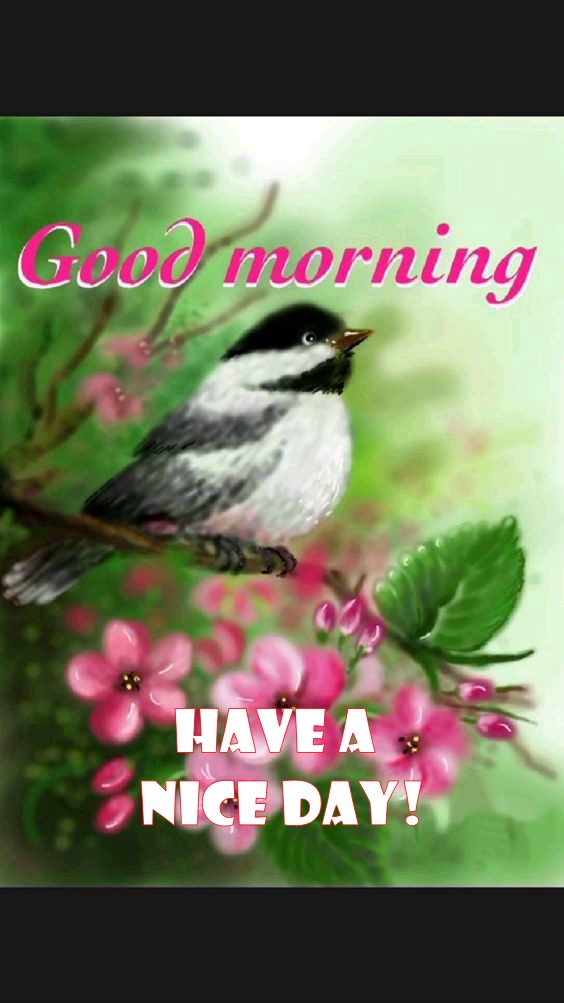 Cute Beautiful Morning Pictures And Messages With Good Morning Images picture of the morning