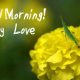 Good Morning My Love Quotes images Romantic Love Messages