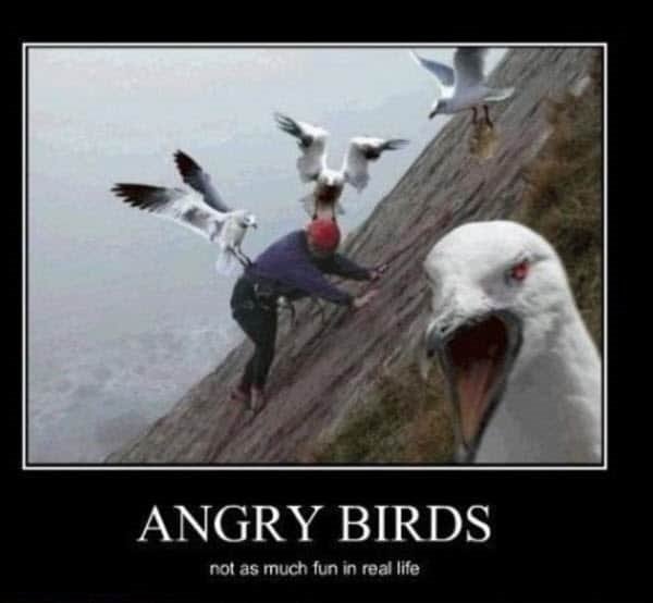 angry birds memes Angry Memes For Those With A Lot Of So Mad Best Funny Pictures