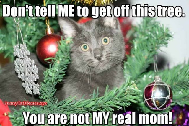 christmas gift memes Merry Christmas Memes And Funny Images