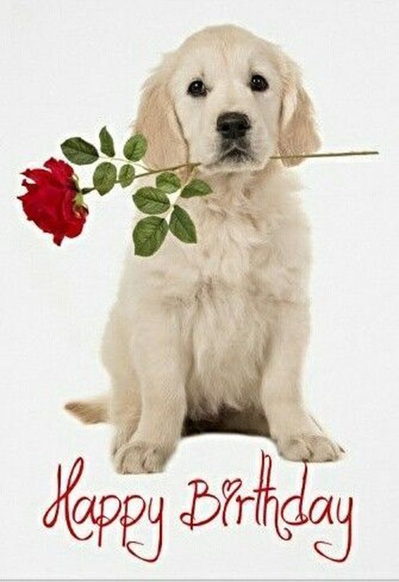 happy birthday wishes for dogs happy birthday wishes for dogs