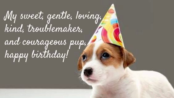 happy birthday wishes to my pet cat happy birthday wishes to my pet cat