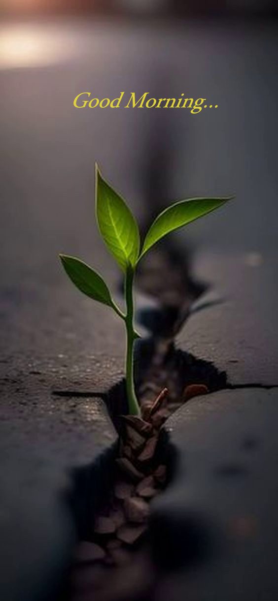 Snowy landscape good morning Snowy landscape good morning