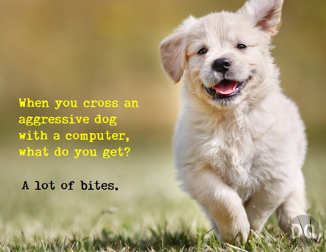 The Best Dog Jokes That Will Make You Want to Hug Your Pup 1
