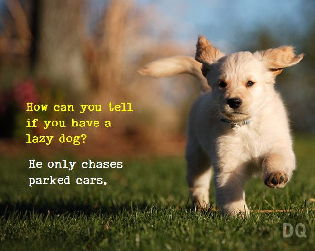The Best Dog Jokes That Will Make You Want to Hug Your Pup 2