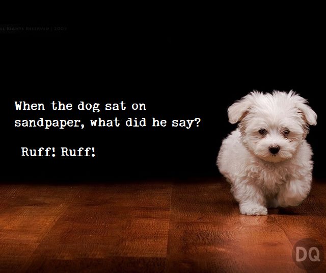 The Best Dog Jokes That Will Make You Want to Hug Your Pup 3