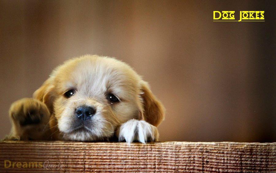 The Best Dog Jokes That Will Make You Want to Hug Your Pup