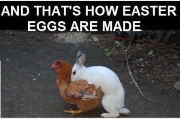 sarcastic easter meme and funny easter images