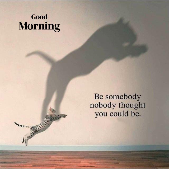 Good Morning a cat that is standing on its hind legs in the air with its shadow 640 640