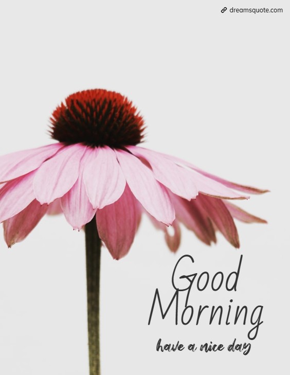 cute flower with good morning quotes about have a nice day cute flower with good morning quotes about have a nice day