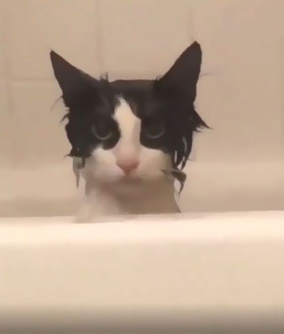 banana cat memes banana cat memes