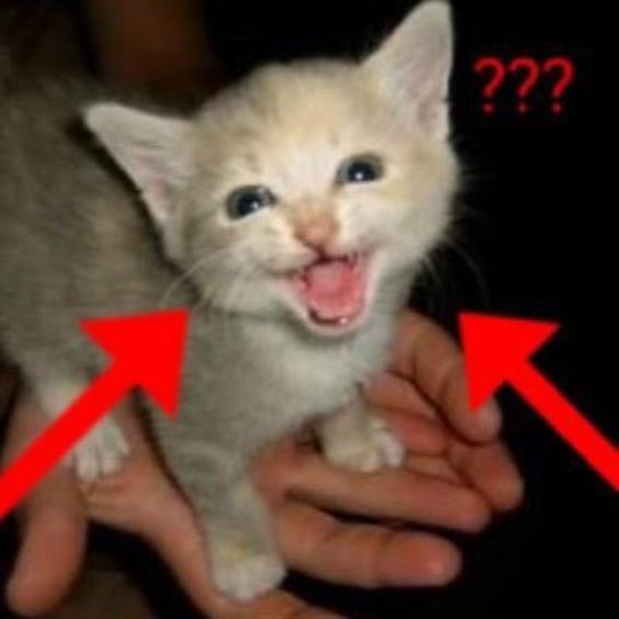 battle cat memes battle cat memes