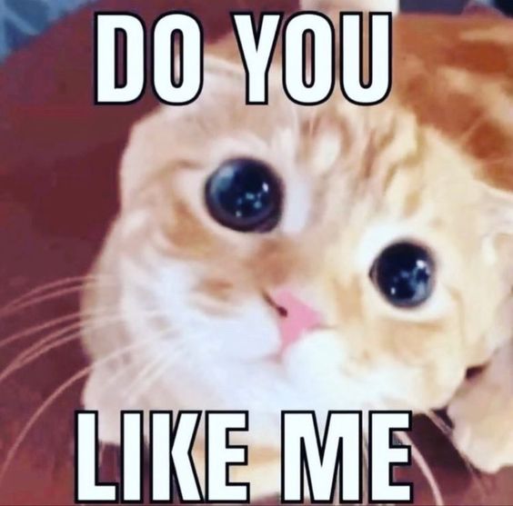 beluga cat memes beluga cat memes