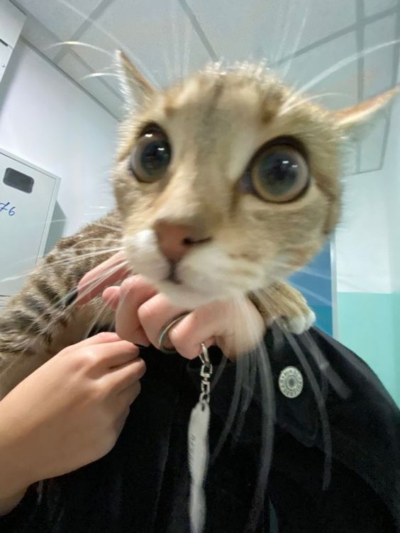 best cat memes best cat memes
