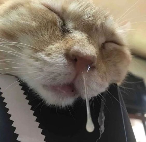 birthday cat memes birthday cat memes