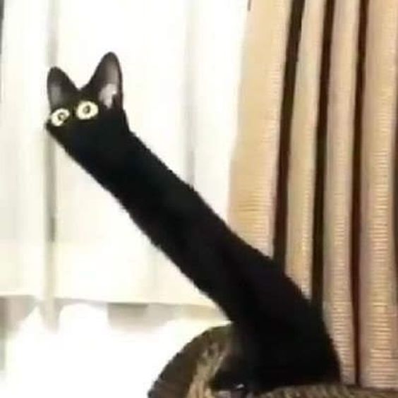 black cat memes funny black cat memes funny