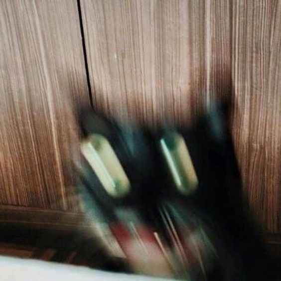 black cat memes black cat memes