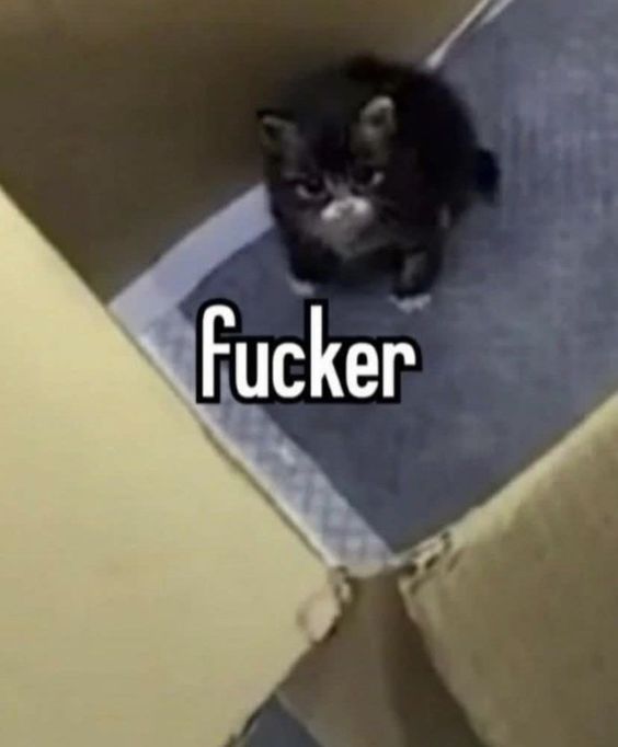 bongo cat memes bongo cat memes