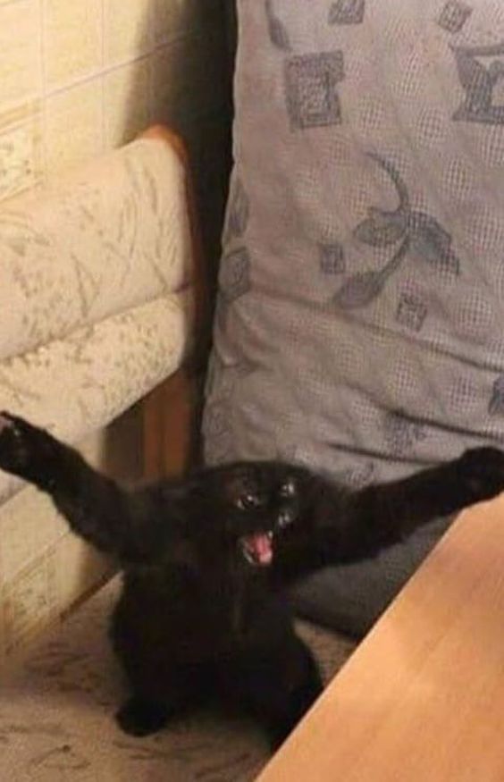 cartoon cat memes cartoon cat memes
