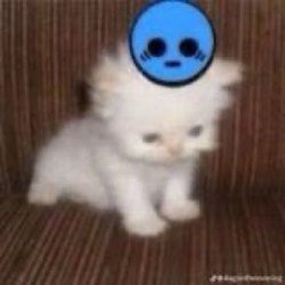 cat coughing meme cat coughing meme