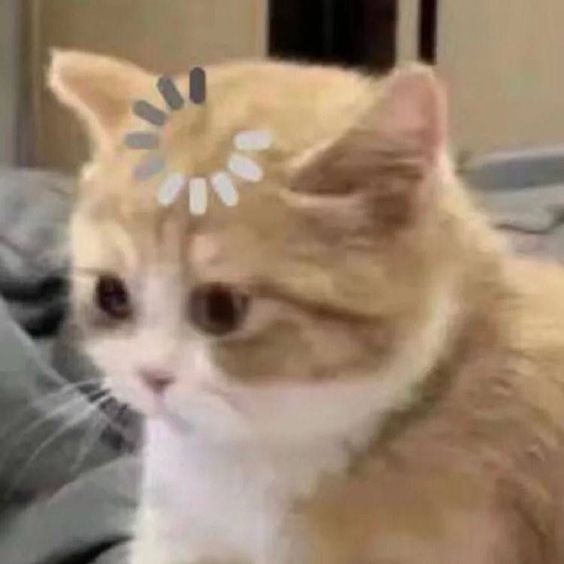cat meme japanese cat meme japanese