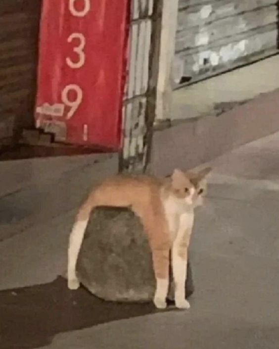 cat meme judging cat meme judging