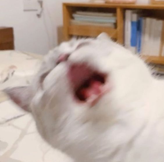 cat meme jumping cat meme jumping