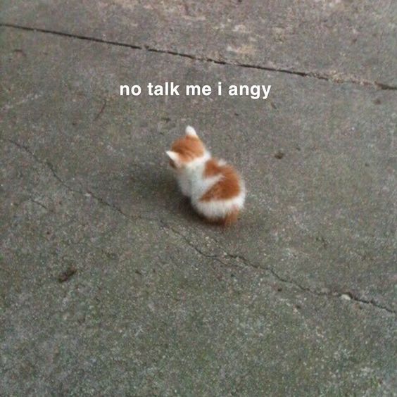 cat meme just woke up cat meme just woke up