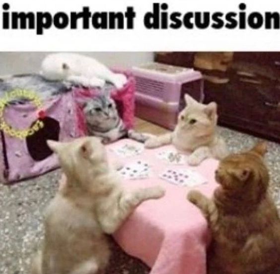 cat meme knife cat meme knife