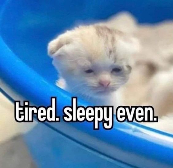 cat meme que cat meme que