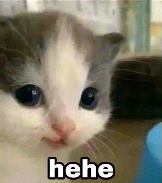 cat meme queen cat meme queen