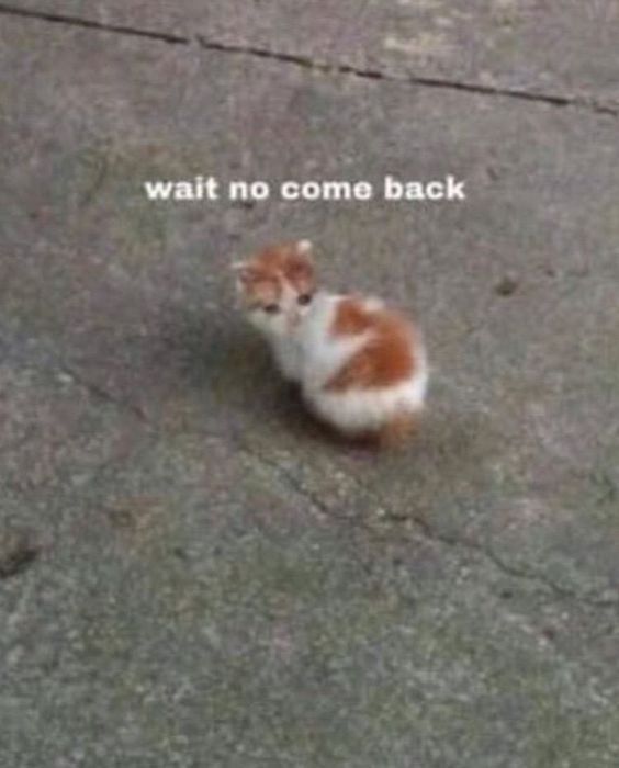 cat meme quest cat meme quest